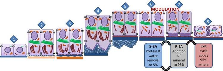 File:Ameloblast life cycle & Amelogenesis.jpg