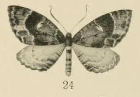 File:Aurevilius, 1910. Pl.2-24-Triphosa tritocelidata.JPG