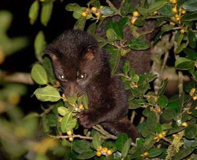 File:Brown palm civet.jpg