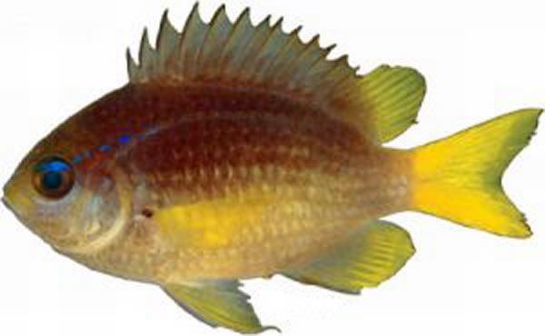 File:Chromis enchrysura.jpg