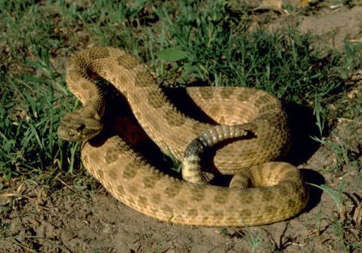 File:Crotalus viridis 02 (cropped).jpg