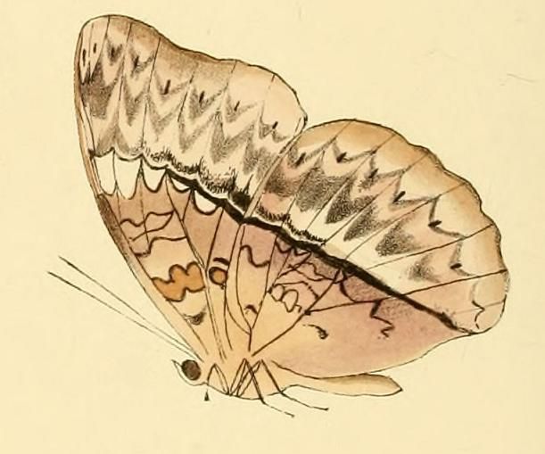 File:Cymothoe harmilla.JPG