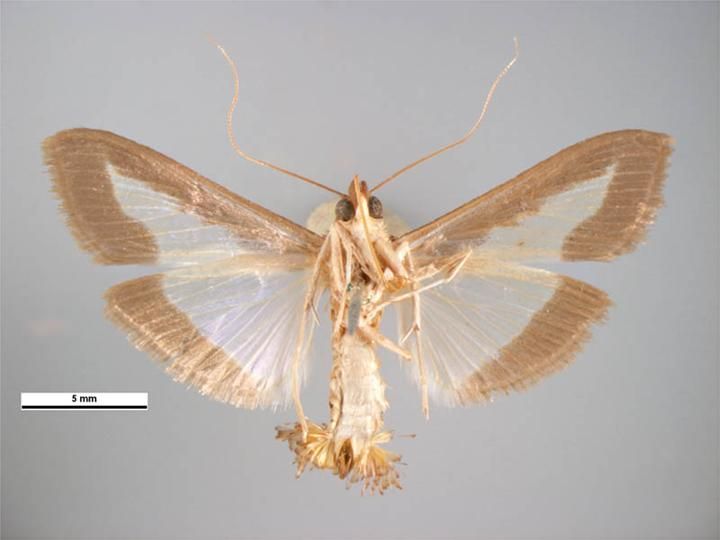 File:Diaphania indica female ventral.jpg