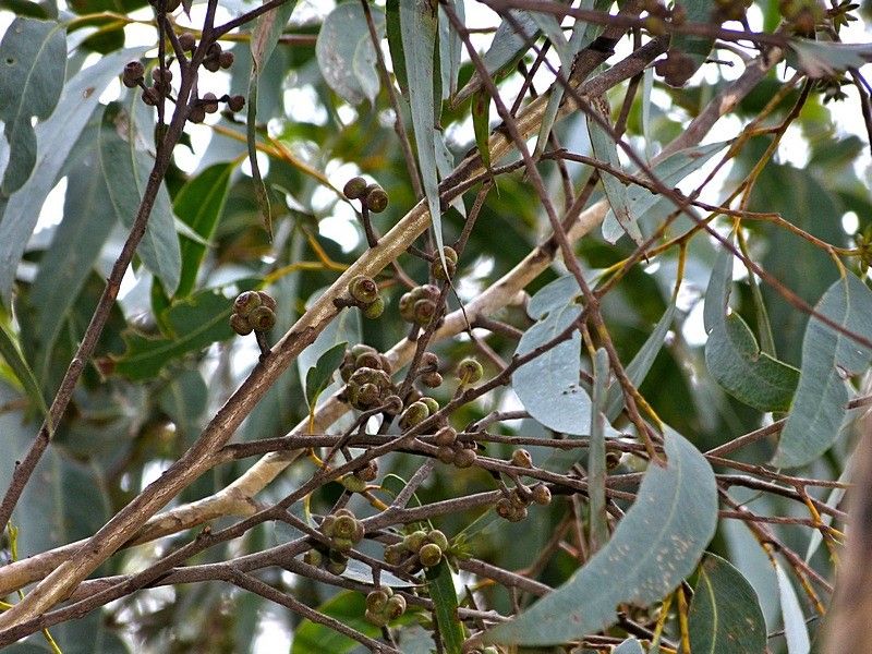 File:Eucalyptus agglomerata foliage.jpg