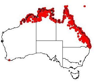 File:Exocarpos latifolius DistMap6.jpg