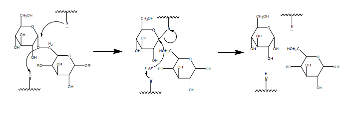 File:Glycosidase mechanism.png