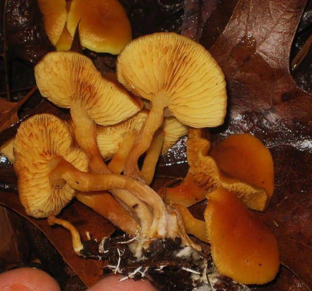 File:Gymnopilus.sapineus.003.jpg