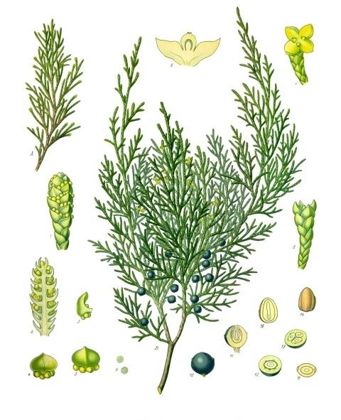 File:Juniperus sabina - Köhler–s Medizinal-Pflanzen-212.jpg