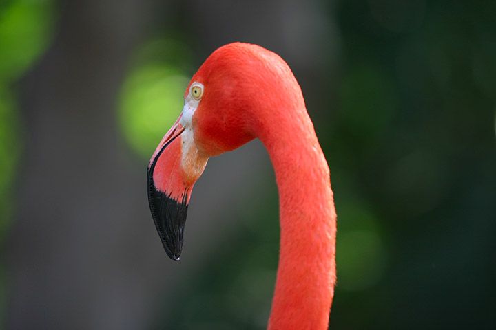 File:Lightmatter flamingohead.jpg