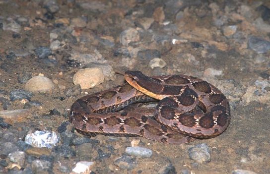 File:Macropisthodon rudis from Taiwan.jpg