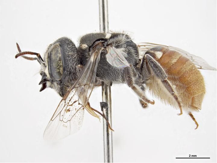 File:Megachile bicornis f.jpg