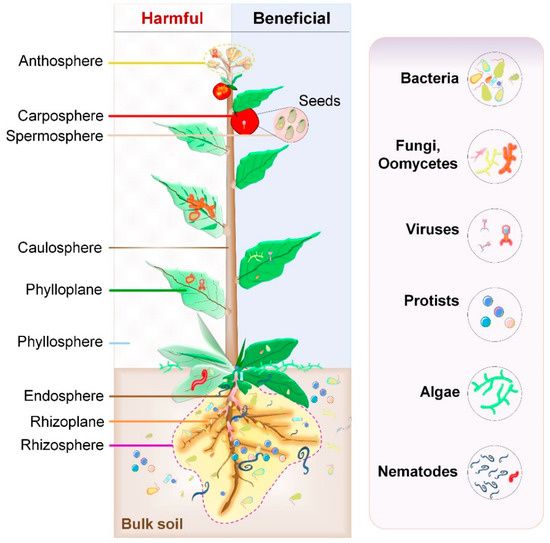 File:Microbiome in plant ecosystem.jpg