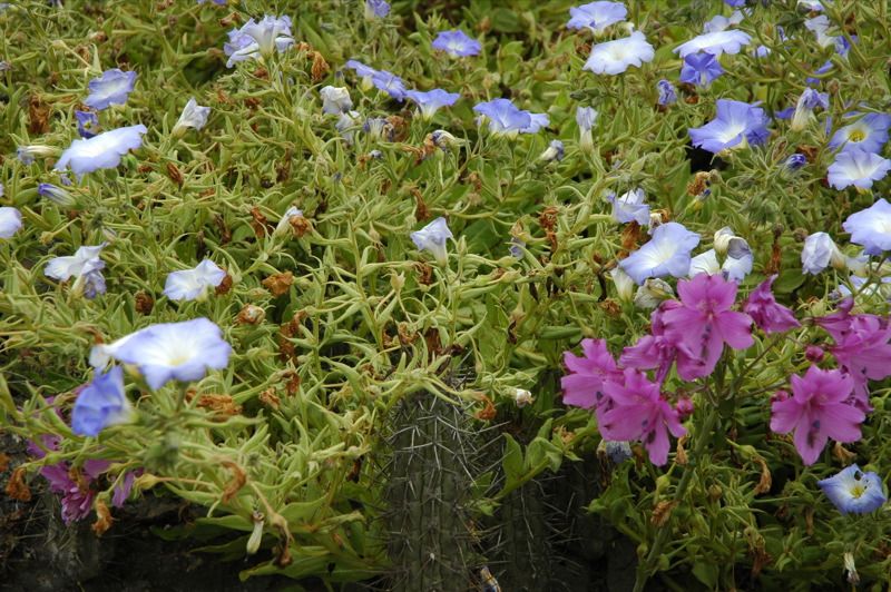 File:Nolana elegans - Alstromeria paupercula.jpg