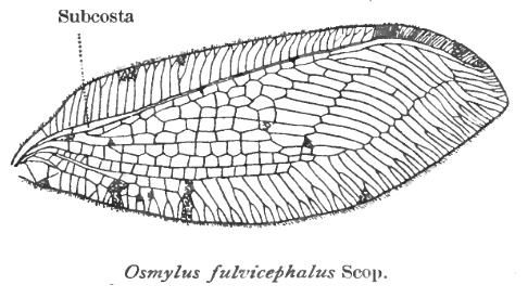 File:OsmylusWing.jpg