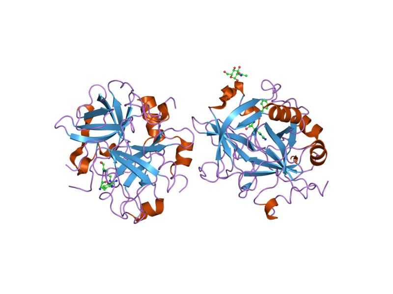 File:PDB 1shh EBI.jpg