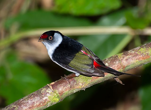 File:Pin-tailed manakin (Ilicura militaris).jpg