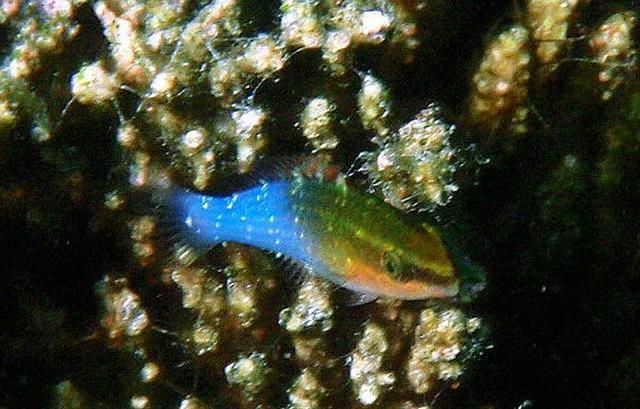 File:Pseudochromis cyanotaenia juvenile.jpg