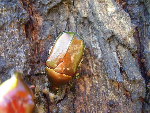 File:Pseudotorynorrhina japonica.jpg