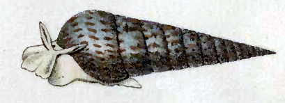 File:Pyramidella acus 001.png