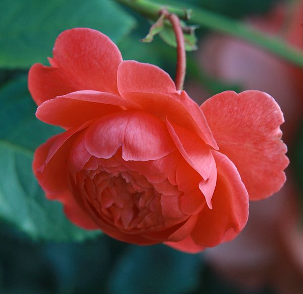 File:Rosa-'Summer-Song'.jpg