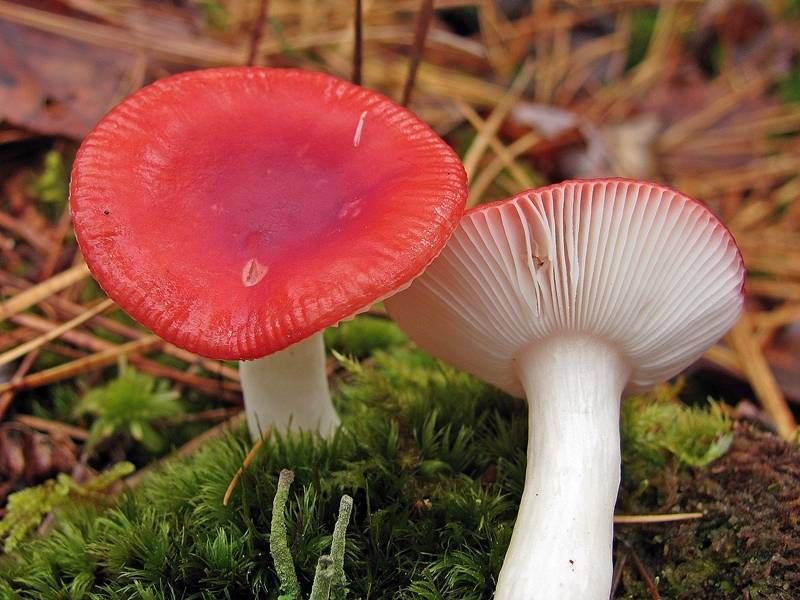 File:Russula emetica 117475.jpg