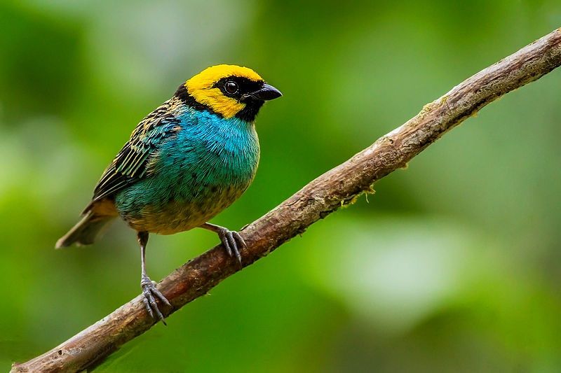 File:Saffron-crowned Tanager (Tangara xanthocephala).jpg