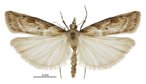 File:Scoparia dryphactis male.jpg