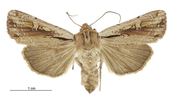 File:Tmetolophota atristriga female.jpg