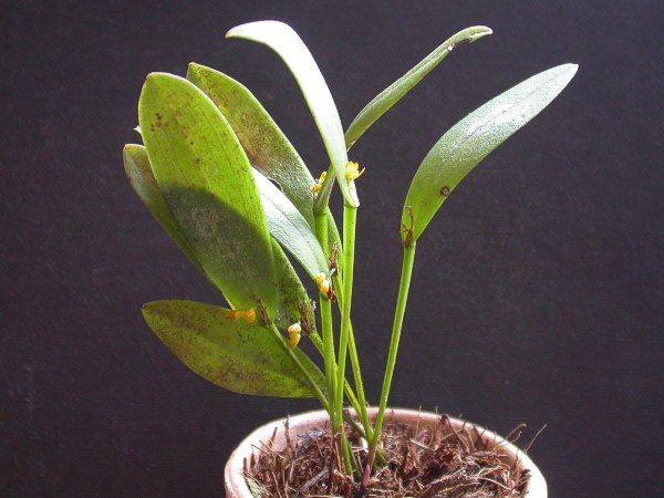 File:Acianthera magalhanesii 06.jpg