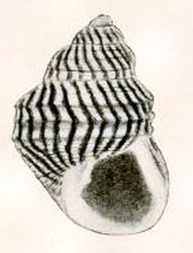 File:Alcyna subangulata 003.jpg