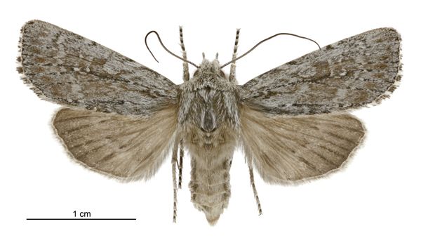 File:Aletia s.l. temperata female.jpg