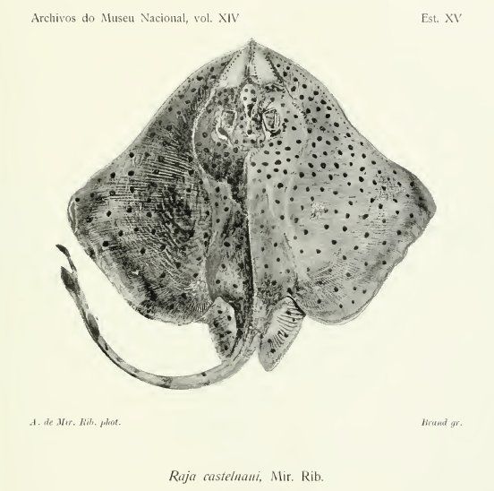 File:Atlantoraja castelnaui(MIRANDA RIBEIRO,1907).jpg