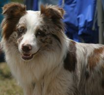 File:Australian Shepherd Dog (head).jpg