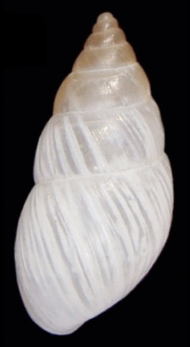 File:Bostryx fragilis shell 2.png