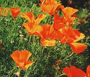 File:California Poppies.jpg