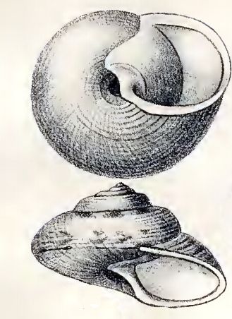 File:Callogaza watsoni 001.jpg