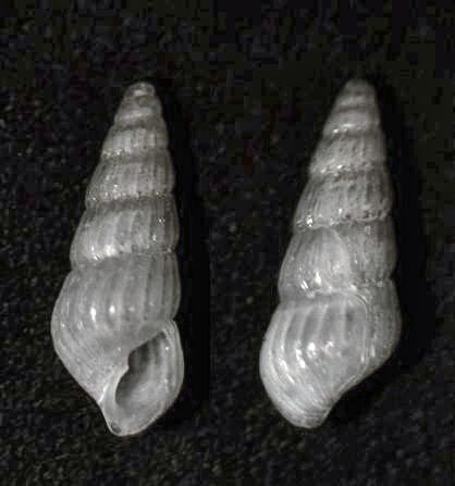 File:Chrysallida terebellum 001.jpg