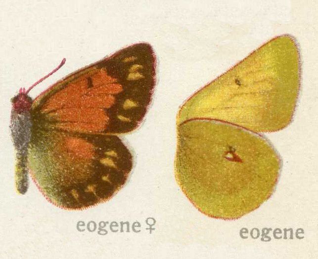 File:Colias83.jpg