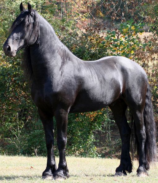 File:Friesian Horse Side View 1.jpg