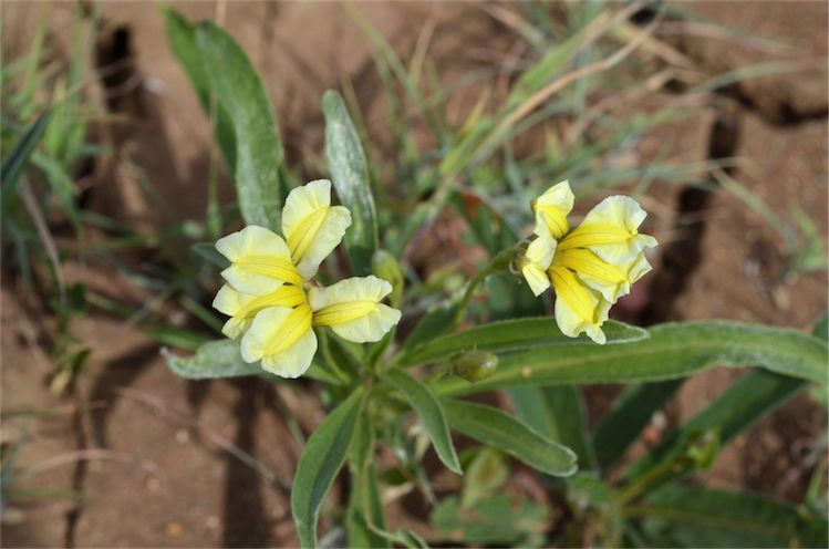 File:Goodenia strangfordii Fagg.jpg