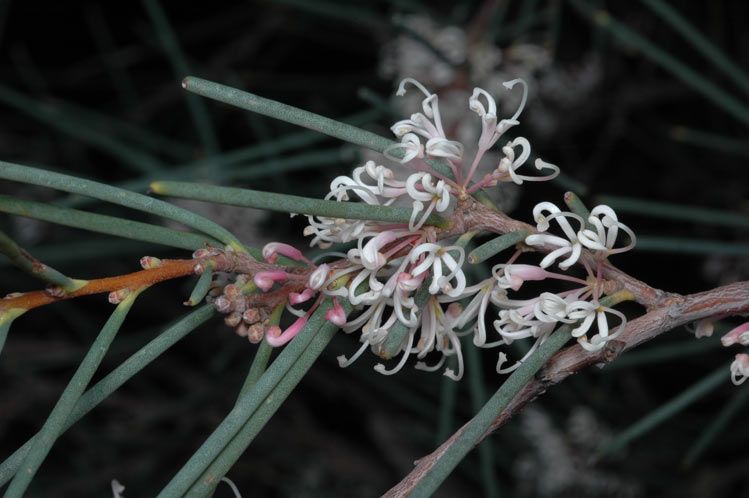 File:Hakea cycloptera.jpg