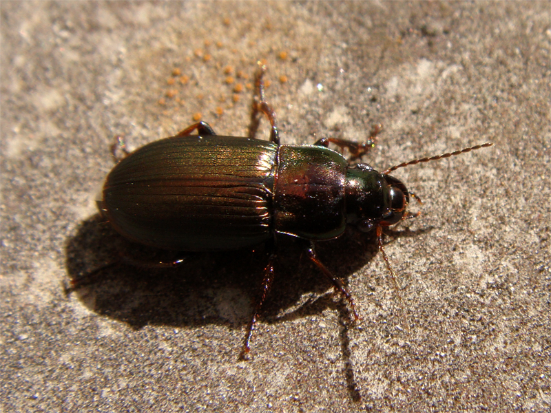 File:Harpalusdistinguendus.png