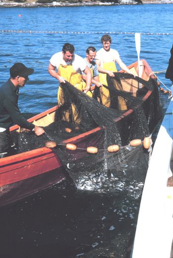 File:Harvesting herring with a purse seine.jpg