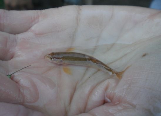 File:Loach Minnow.jpg