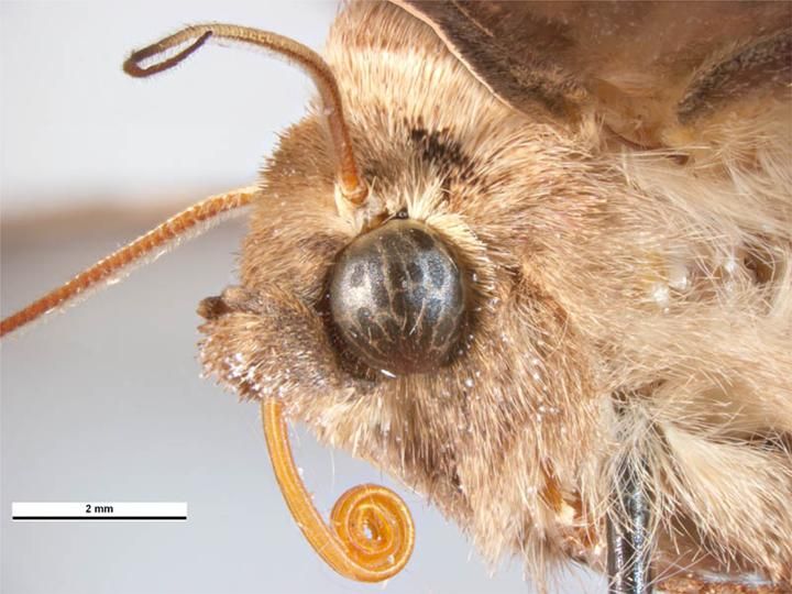 File:Mythimna unipuncta male head.jpg