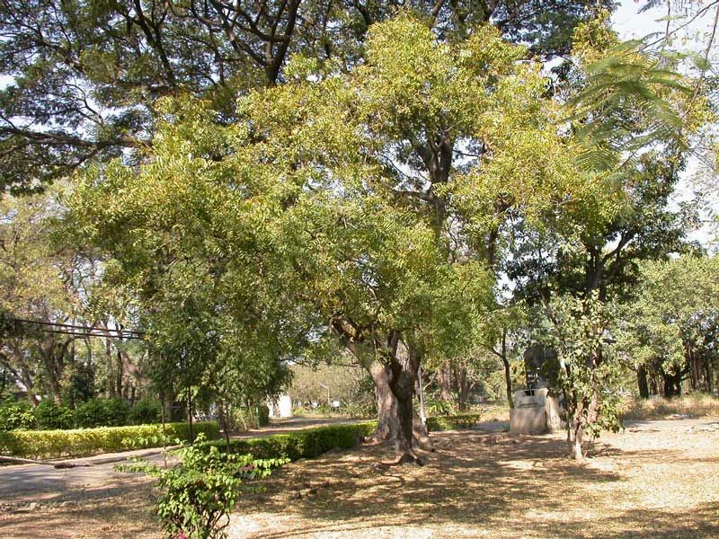 File:Neemtree.jpg