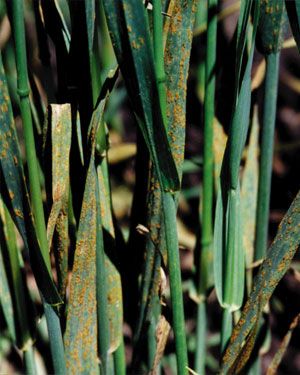 File:Oatcrownrust.jpg