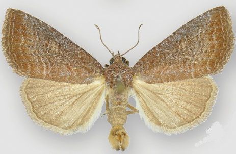 File:Ogdoconta rufipenna male.jpg