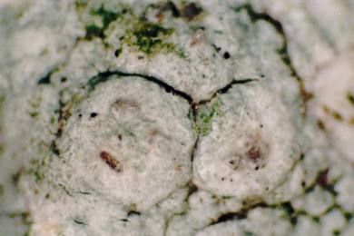 File:Pertusaria paratuberculifera (EU).jpg