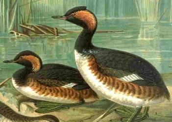 File:Podiceps nigricollis naumann.jpg